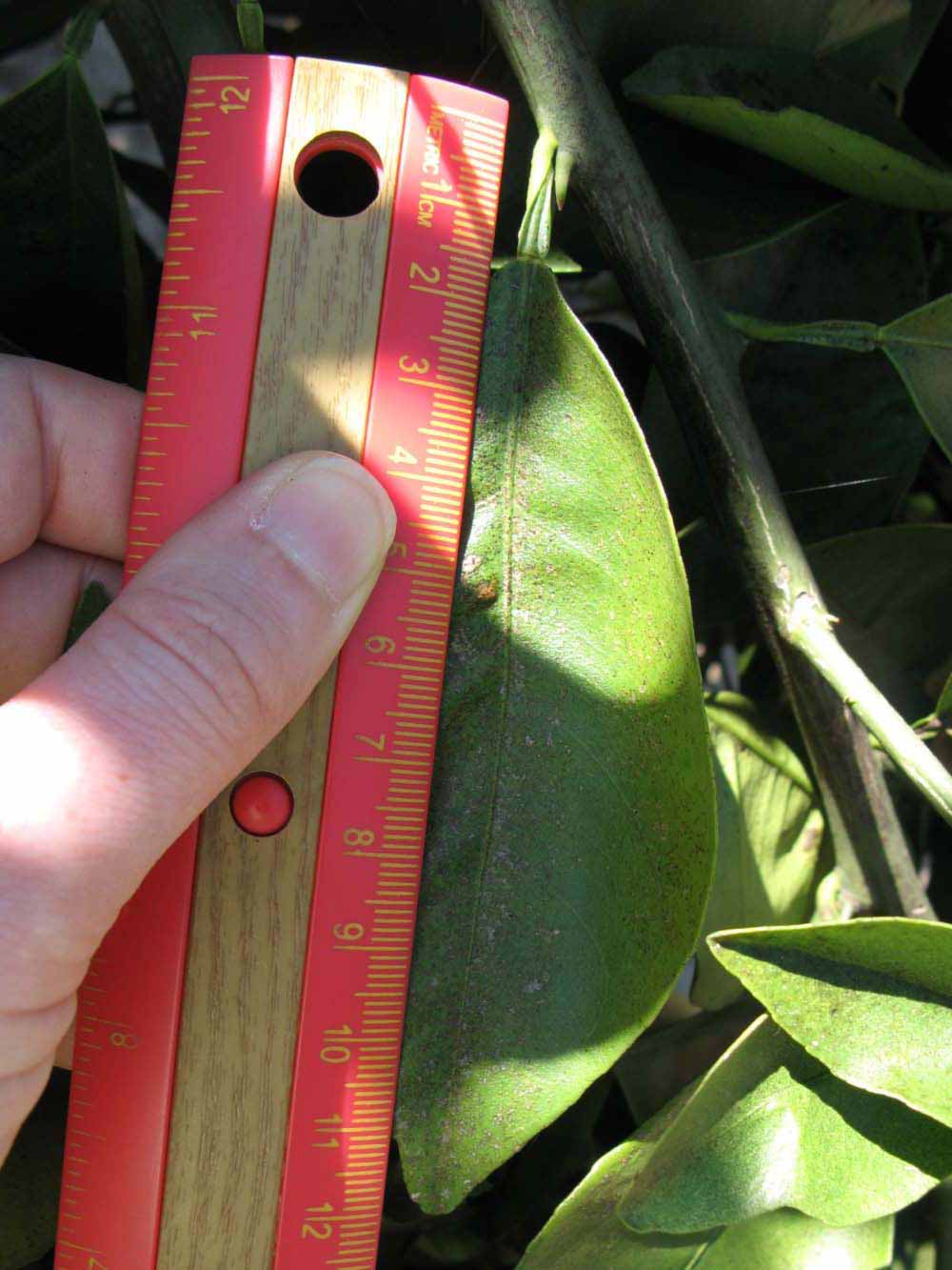              Unifoliolate leaf (Winter Haven, FL)       